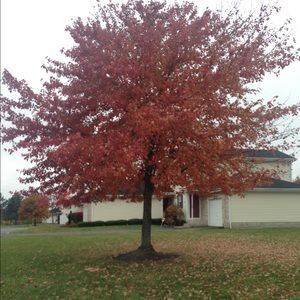 Meet your Posher, Angel