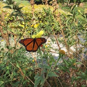 Meet your Posher, Josie