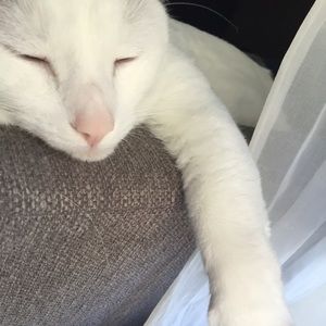 Meet your Posher, Sydney