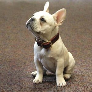 Meet your Posher, Meg