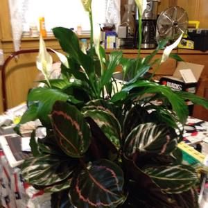 Meet your Posher, Sheila