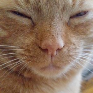 Meet your Posher, Nicola