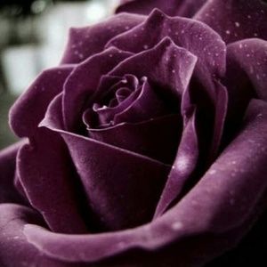 Meet your Posher, Kerry