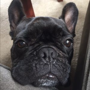 Meet your Posher, Sam