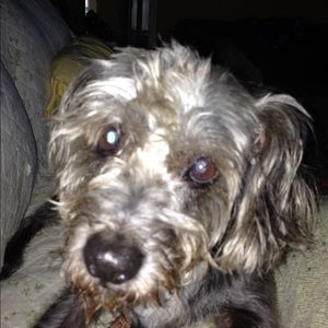 Meet your Posher, Patty