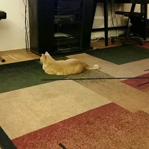 Meet your Posher, Melody