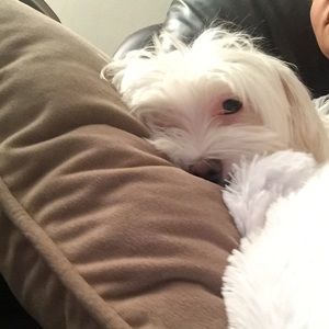 Meet your Posher, Tink