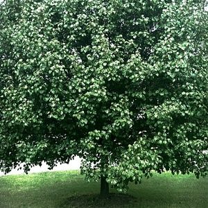 Meet your Posher, Isaiah