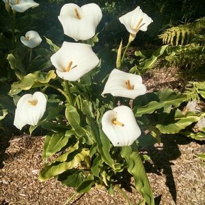 Meet your Posher, Deana