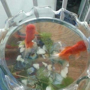 Meet your Posher, Ruby