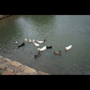 Meet your Posher, Joni