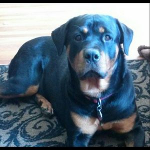 Meet your Posher, Holly