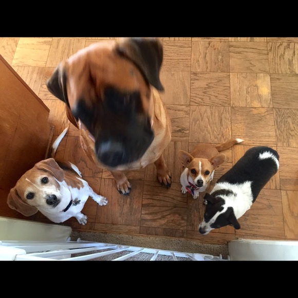 Meet your Posher, Korrin - Picture 2 of 2