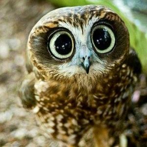 Meet your Posher, Phoebe