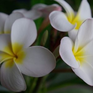 Meet your Posher, Wendi