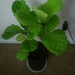 Meet your Posher, Alina