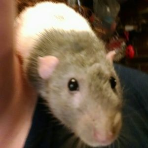 Meet your Posher, Eve