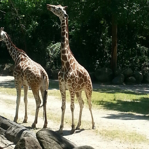 Meet your Posher, Treasia