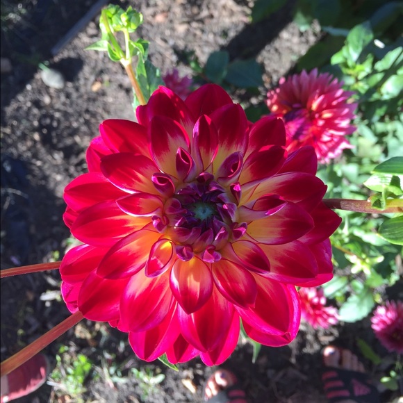 Meet your Posher, Payton - Picture 1 of 1