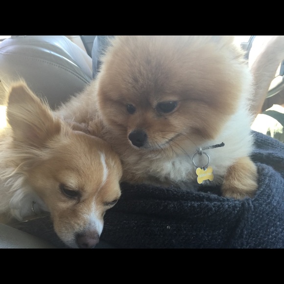 Meet your Posher, Be - Picture 1 of 1