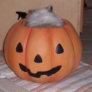 Meet your Posher, Cathleen