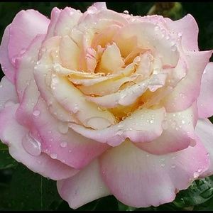 Meet your Posher, Tina