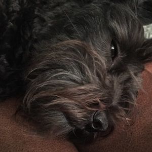 Meet your Posher, Brenda