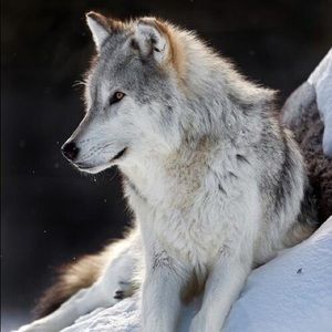 Meet your Posher, Cody