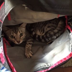 Meet your Posher, Diana