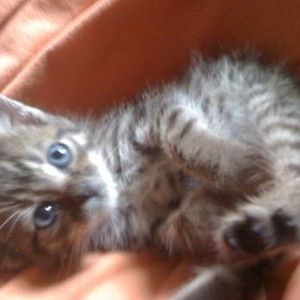 Meet your Posher, Sonya