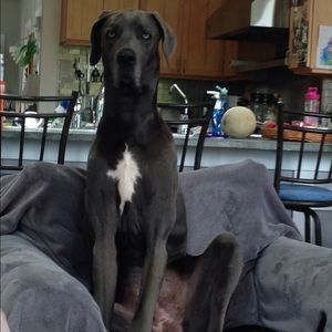 Meet your Posher, Blake