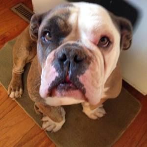 Meet your Posher, Grace