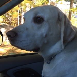 Meet your Posher, Brian