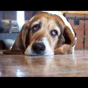 Meet your Posher, Marcy