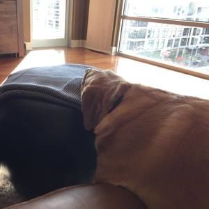 Meet your Posher, Tiffany