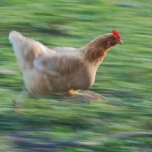 Meet your Posher, Nate