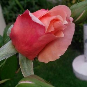 Meet your Posher, Kristen