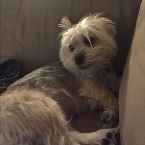 Meet your Posher, Lucy