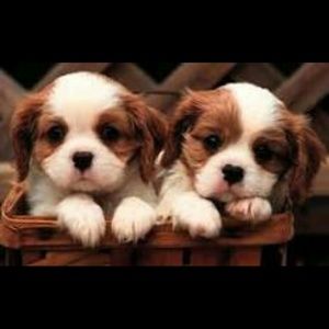 Meet your Posher, Kennedy