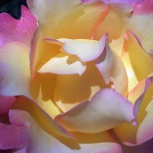 Meet your Posher, Kimberly