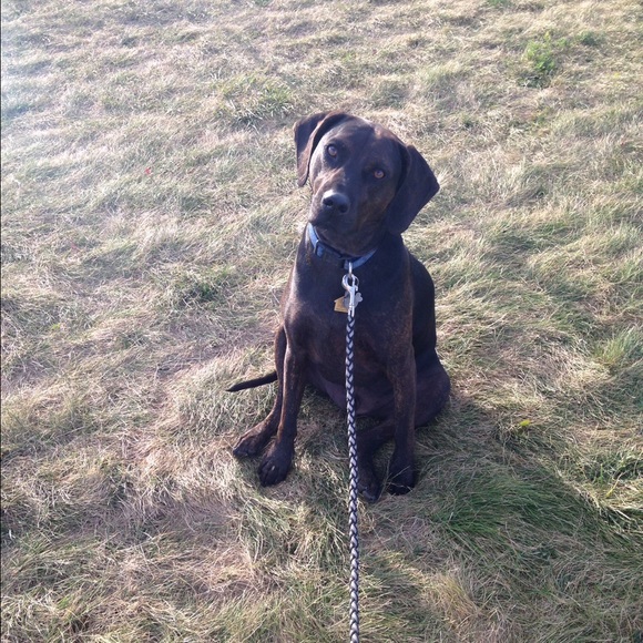 Meet your Posher, Samantha - Picture 1 of 1