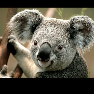 Meet your Posher, Dee