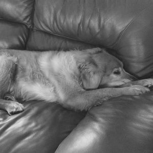 Meet your Posher, Tara