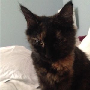 Meet your Posher, Dara