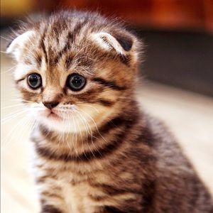 Meet your Posher, Patty