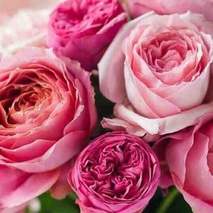 Meet your Posher, Rose