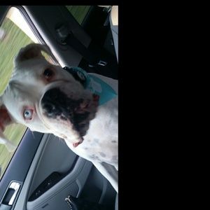 Meet your Posher, Chandra