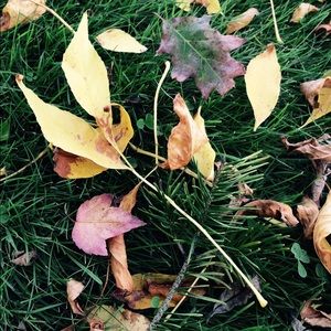 Meet your Posher, Jealica