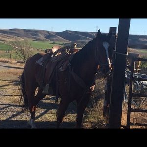 Meet your Posher, Allisha