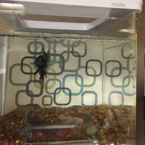 Meet your Posher, Marcella